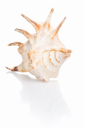 simsearch:400-07099101,k - isolated seashell Stock Photo - Budget Royalty-Free & Subscription, Code: 400-05177342