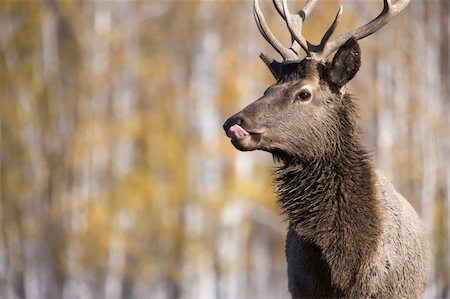 simsearch:400-04737783,k - Deer, close-up shot Stock Photo - Budget Royalty-Free & Subscription, Code: 400-05177355