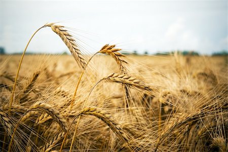 simsearch:400-05148607,k - Close up of wheat against blue sky Photographie de stock - Aubaine LD & Abonnement, Code: 400-05177403