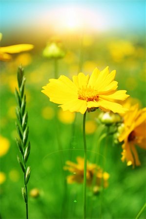 Sunny yellow flowers background Stock Photo - Budget Royalty-Free & Subscription, Code: 400-05177589