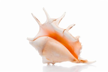 isolated seashell Photographie de stock - Aubaine LD & Abonnement, Code: 400-05177797