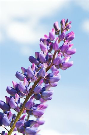 simsearch:825-02308577,k - Violets blooming in a garden, against sky Fotografie stock - Microstock e Abbonamento, Codice: 400-05178226