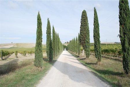 A "classical" landscape of the italian region of Tuscany Foto de stock - Super Valor sin royalties y Suscripción, Código: 400-05178382