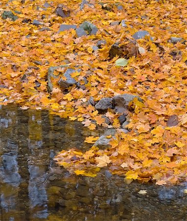 Autumn forest with small brook and orange maple leaves on the ground Stockbilder - Microstock & Abonnement, Bildnummer: 400-05178859