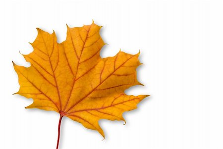 Yellow orange maple leaf with red veins isolated on white with clipping path Stockbilder - Microstock & Abonnement, Bildnummer: 400-05178862