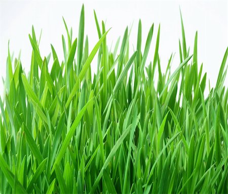 simsearch:400-05362449,k - Green grass on a white background Photographie de stock - Aubaine LD & Abonnement, Code: 400-05179087