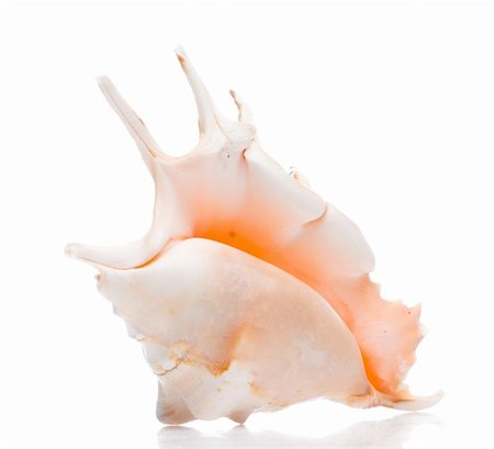 simsearch:400-07099101,k - isolated seashell Stock Photo - Budget Royalty-Free & Subscription, Code: 400-05179464