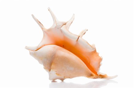 simsearch:400-07099101,k - isolated seashell Stock Photo - Budget Royalty-Free & Subscription, Code: 400-05179465