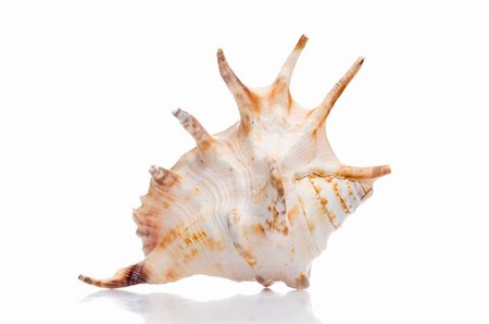 simsearch:400-07099101,k - isolated seashell Stock Photo - Budget Royalty-Free & Subscription, Code: 400-05179466