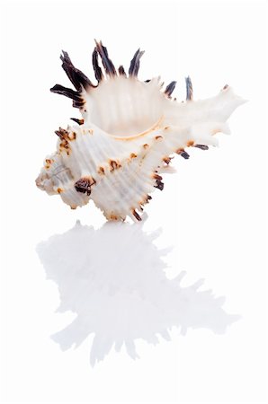 simsearch:400-07099101,k - isolated seashell Stock Photo - Budget Royalty-Free & Subscription, Code: 400-05179468