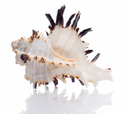 simsearch:400-07099101,k - isolated seashell Stock Photo - Budget Royalty-Free & Subscription, Code: 400-05179469