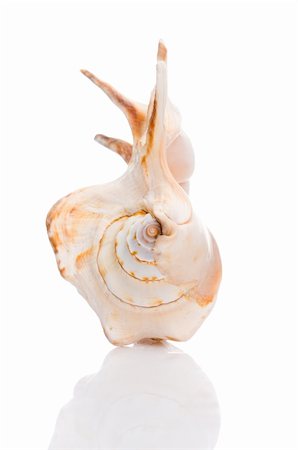 simsearch:400-07099101,k - isolated seashell Stock Photo - Budget Royalty-Free & Subscription, Code: 400-05179470