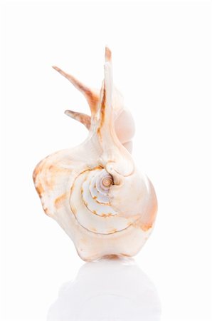 isolated seashell Photographie de stock - Aubaine LD & Abonnement, Code: 400-05179471