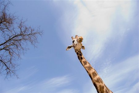 A funny perspective picture of a giraffe and a tree in the Garda safari Foto de stock - Super Valor sin royalties y Suscripción, Código: 400-05179515