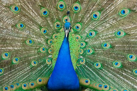 beautiful male peacock with its colorful tail feathers spread Stock Photo - Budget Royalty-Free & Subscription, Code: 400-05179681