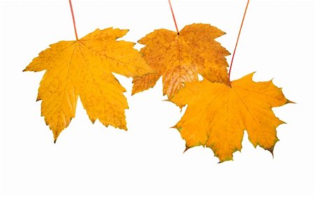 simsearch:400-04983103,k - Beautiful golden leaves in autumn Fotografie stock - Microstock e Abbonamento, Codice: 400-05179699