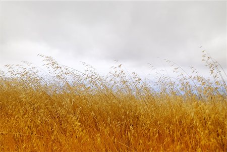 simsearch:400-07295947,k - Dry grass with cloudy stormy sky in the background. Fotografie stock - Microstock e Abbonamento, Codice: 400-05170446