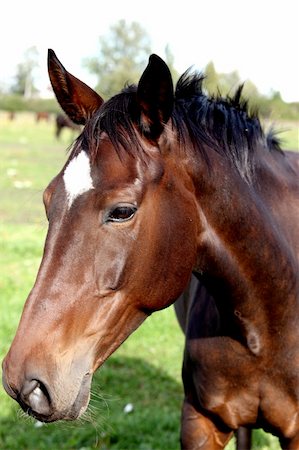 servantes (artist) - Horse on a farm in the sunny day Stock Photo - Budget Royalty-Free & Subscription, Code: 400-05170451