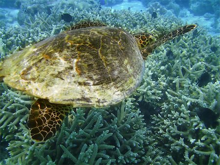 simsearch:400-07571464,k - Sea turtle is swimming over a coral reef with various fish Stock Photo - Budget Royalty-Free & Subscription, Code: 400-05170595