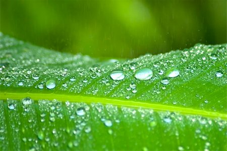 simsearch:400-07169438,k - Rain falling on a leaf creating drops Stock Photo - Budget Royalty-Free & Subscription, Code: 400-05170885