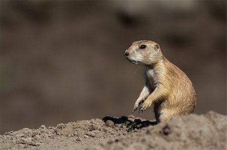 simsearch:400-05170877,k - Small prairy dog standing on a rock and looking ahead Foto de stock - Super Valor sin royalties y Suscripción, Código: 400-05170881