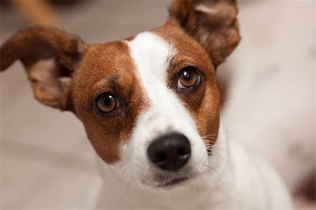 simsearch:400-04185240,k - Jack Russell Terrier Puppy Portrait with Narrow Depth of Field. Stock Photo - Budget Royalty-Free & Subscription, Code: 400-05171113