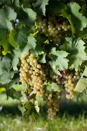 simsearch:649-07905332,k - a bunch of winegrapes on a large vineyard Stock Photo - Budget Royalty-Free & Subscription, Code: 400-05171388
