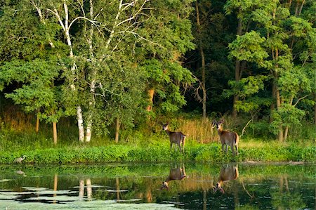 Two white deer standing beside a lake on a summer evening with an egret in the waters edge. Very scenic. Stock Photo - Budget Royalty-Free & Subscription, Code: 400-05171468