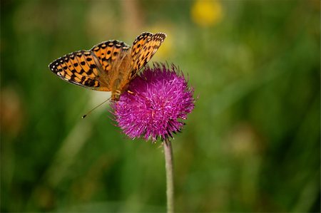 colored butterfly on a pink flower in summer Stock Photo - Budget Royalty-Free & Subscription, Code: 400-05171641