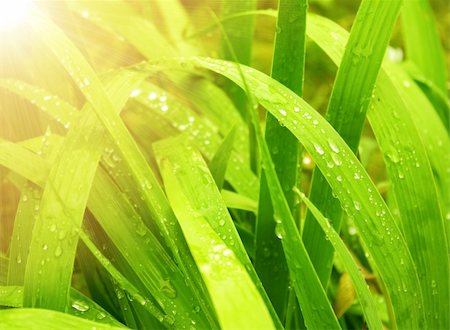 simsearch:400-04212257,k - Rain drops on a green leafs Stock Photo - Budget Royalty-Free & Subscription, Code: 400-05171968