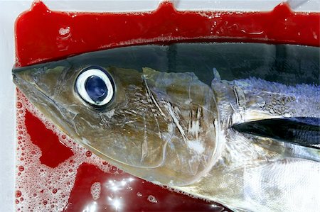 simsearch:400-05332014,k - Albacore bloody tuna sport fisherman catch Medditerranean sea Stock Photo - Budget Royalty-Free & Subscription, Code: 400-05172053