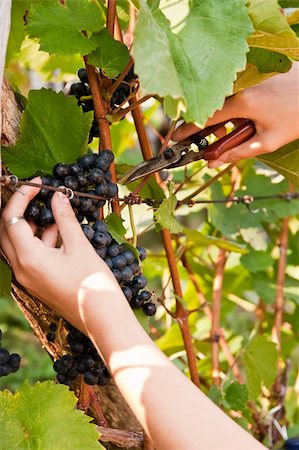 A woman's hands cutting grapes. Stock Photo - Budget Royalty-Free & Subscription, Code: 400-05172296