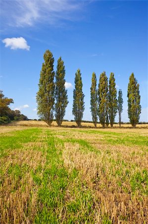 poplar - a row of poplar trees in a golden field Stock Photo - Budget Royalty-Free & Subscription, Code: 400-05172728