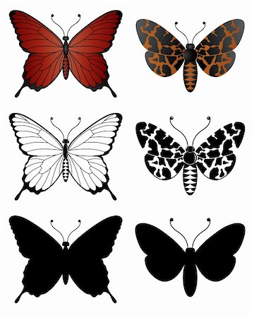 falena - Vector isolated illustration of Butterflies. Fotografie stock - Microstock e Abbonamento, Codice: 400-05173345