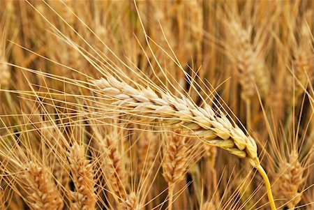 simsearch:625-01094112,k - gold nature field of wheat. closeup Stockbilder - Microstock & Abonnement, Bildnummer: 400-05173420