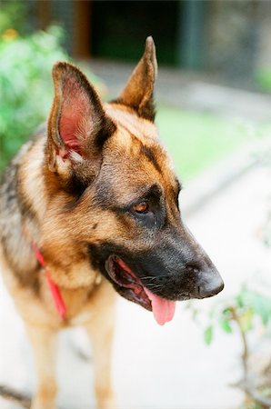 simsearch:400-04446495,k - Close-Up of a German Shepherd in the garden Fotografie stock - Microstock e Abbonamento, Codice: 400-05184146