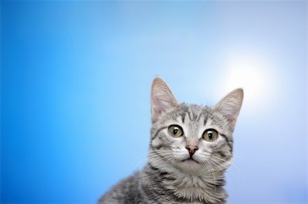 Tabby cat at blue background Stockbilder - Microstock & Abonnement, Bildnummer: 400-05184213