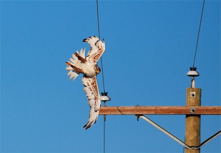 Electrocutions and collisions with electric power lines cause the death of thousands of raptors every year.  This female  Ferruginous Hawk only clipped one wire with her wing and was not injured. Stockbilder - Microstock & Abonnement, Bildnummer: 400-05184604
