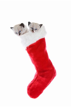 Two purebred, Snowshoe Lynx-point Siamese kittens in a Christmas stocking. Photographie de stock - Aubaine LD & Abonnement, Code: 400-05184780
