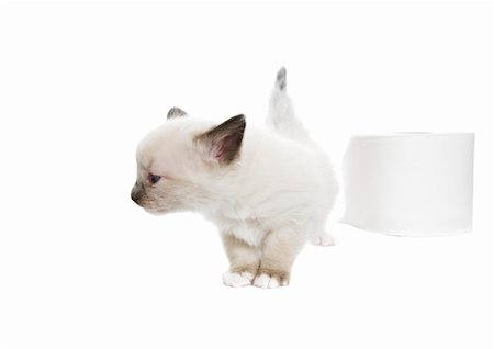 simsearch:400-09080304,k - A purebred, Snowshoe Lynx-Point Siamese kitten turns her nose up at toilet paper that isn't soft enough.  Room for copy. Photographie de stock - Aubaine LD & Abonnement, Code: 400-05184782