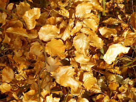 simsearch:400-04475632,k - autumn is here. nice detail of a golden foliage Foto de stock - Royalty-Free Super Valor e Assinatura, Número: 400-05184860
