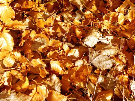 simsearch:400-04223847,k - autumn is here. nice detail of a golden foliage Foto de stock - Super Valor sin royalties y Suscripción, Código: 400-05184861