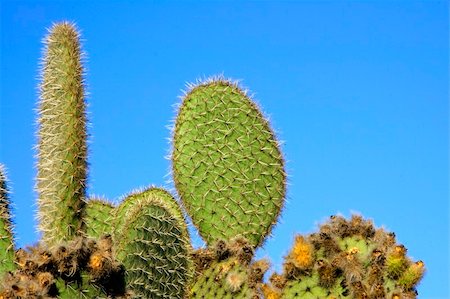 figuier de barbarie - green prickly pears  in lanzarote in spain Photographie de stock - Aubaine LD & Abonnement, Code: 400-05185010