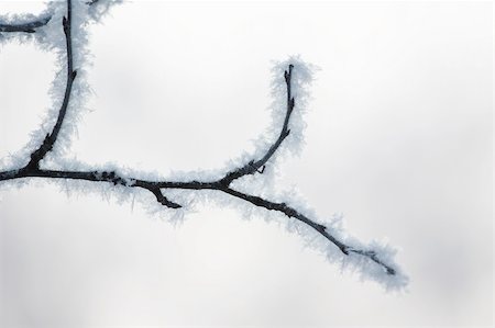 simsearch:400-07245111,k - fresh snow on tree branches Photographie de stock - Aubaine LD & Abonnement, Code: 400-05185050