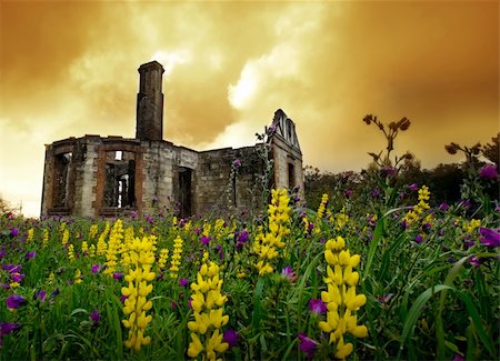 Wild flowers blowing in the breeze and old ruins Photographie de stock - Aubaine LD & Abonnement, Code: 400-05185145