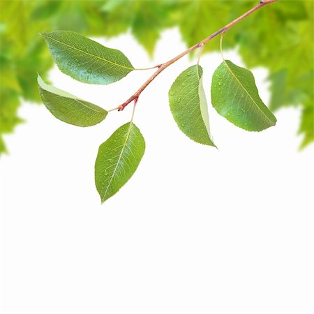 Beautiful green leaves in spring isolated on white Stock Photo - Budget Royalty-Free & Subscription, Code: 400-05185700