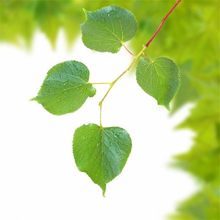 Beautiful green leaves in spring isolated on white Stock Photo - Budget Royalty-Free & Subscription, Code: 400-05185702