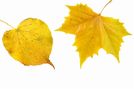 simsearch:400-04983103,k - Beautiful golden leaves in autumn Fotografie stock - Microstock e Abbonamento, Codice: 400-05185716