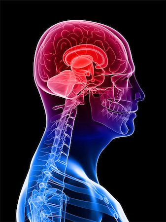 sulcus - 3d rendered x-ray illustration of a human head with highlighted brain Stock Photo - Budget Royalty-Free & Subscription, Code: 400-05186094