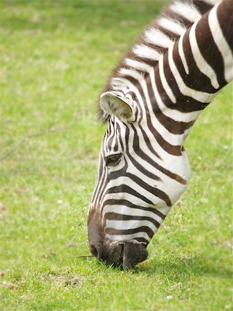 zebra eating Stock Photo - Budget Royalty-Free & Subscription, Code: 400-05186200